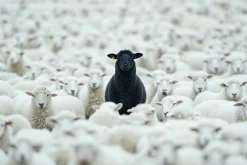 New Sonstige Acrylglasbild BLACK SHEEP