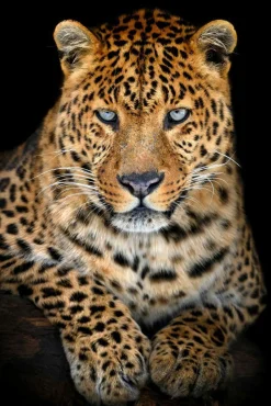 Sonstige Acrylglasbild LEO