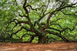 Sale Sonstige Acrylglasbild VERZWEIGTER BAUM