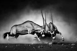 Sonstige Akustikbild 2 KÄMPFENDE ORYX