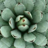 Sonstige Akustikbild AGAVE