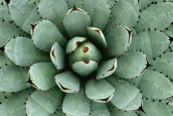 Sonstige Akustikbild AGAVE