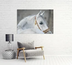 Clearance Sonstige Akustikbild ARABER HENGST