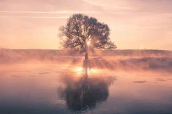 Clearance Sonstige Akustikbild BAUM