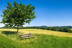 Best Sonstige Akustikbild BAUM MIT BANK