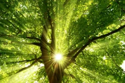 Outlet Sonstige Akustikbild BAUMKRONE 1