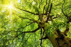 Sale Sonstige Akustikbild BAUMKRONE 2