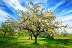 Sonstige Akustikbild BLÜHENDE OBSTBÄUME