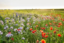 Sonstige Akustikbild BLUMENWIESE