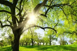 Sonstige Akustikbild BÄUME IM FRÜHJAHR