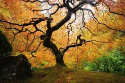 Online Sonstige Akustikbild DER BAUM
