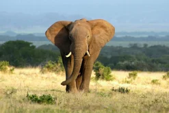 Sonstige Akustikbild ELEFANT