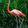 Discount Sonstige Akustikbild ELEGANTER FLAMINGO