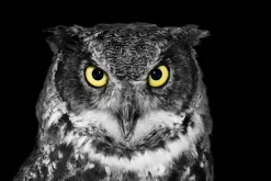 Sonstige Akustikbild EULE