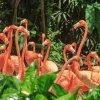 Sonstige Akustikbild FLAMINGO