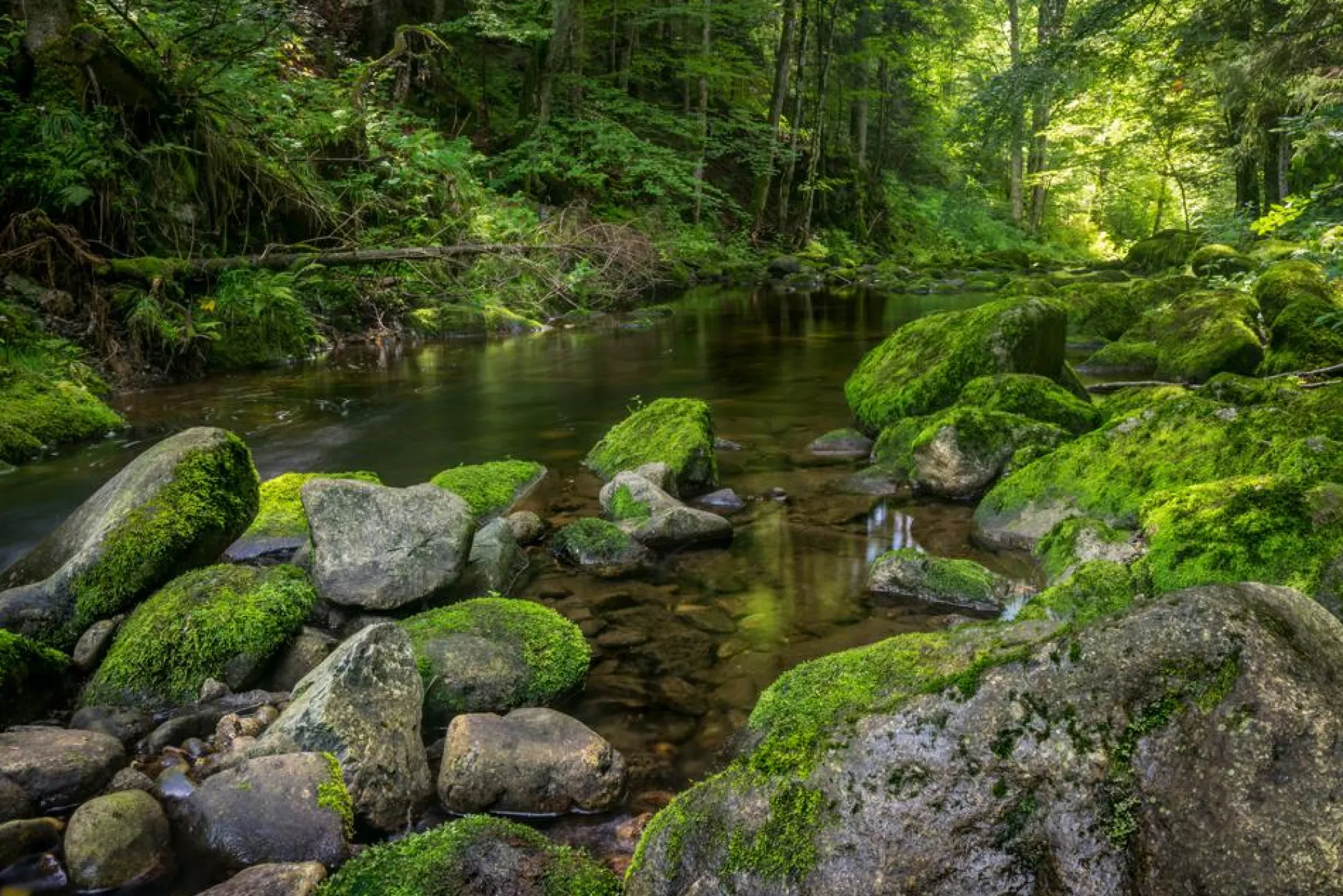 Sonstige Akustikbild FLUßLAUF IM WALD 3