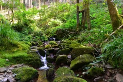 Sonstige Akustikbild FLUßLAUF IM WALD 2