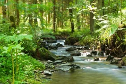 Sonstige Akustikbild FLUßLAUF IM WALD 1