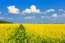 Best Sonstige Akustikbild GELBES RAPSFELD