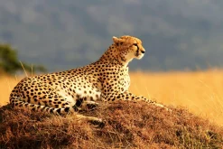 Sonstige Akustikbild GEPARD