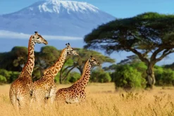 Sonstige Akustikbild GIRAFFEN