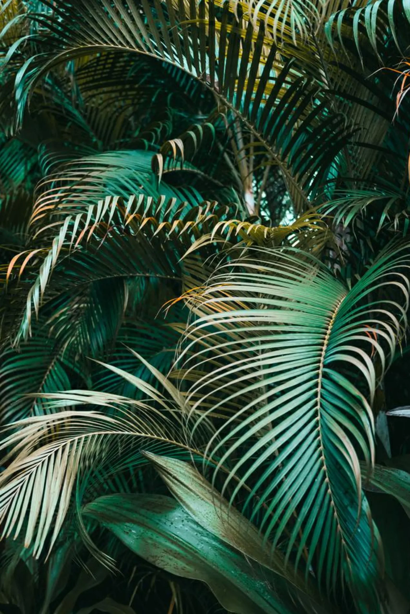 Online Sonstige Akustikbild GRÜNE PFLANZEN