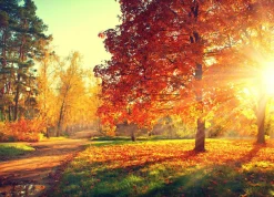 Discount Sonstige Akustikbild HERBSTWALD