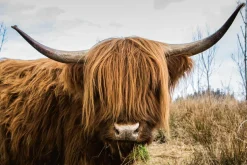 Outlet Sonstige Akustikbild HOCHLANDRIND