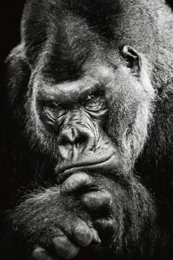 Sonstige Akustikbild IMPOSANTER GORILLA