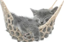 Sonstige Akustikbild KÄTZCHEN