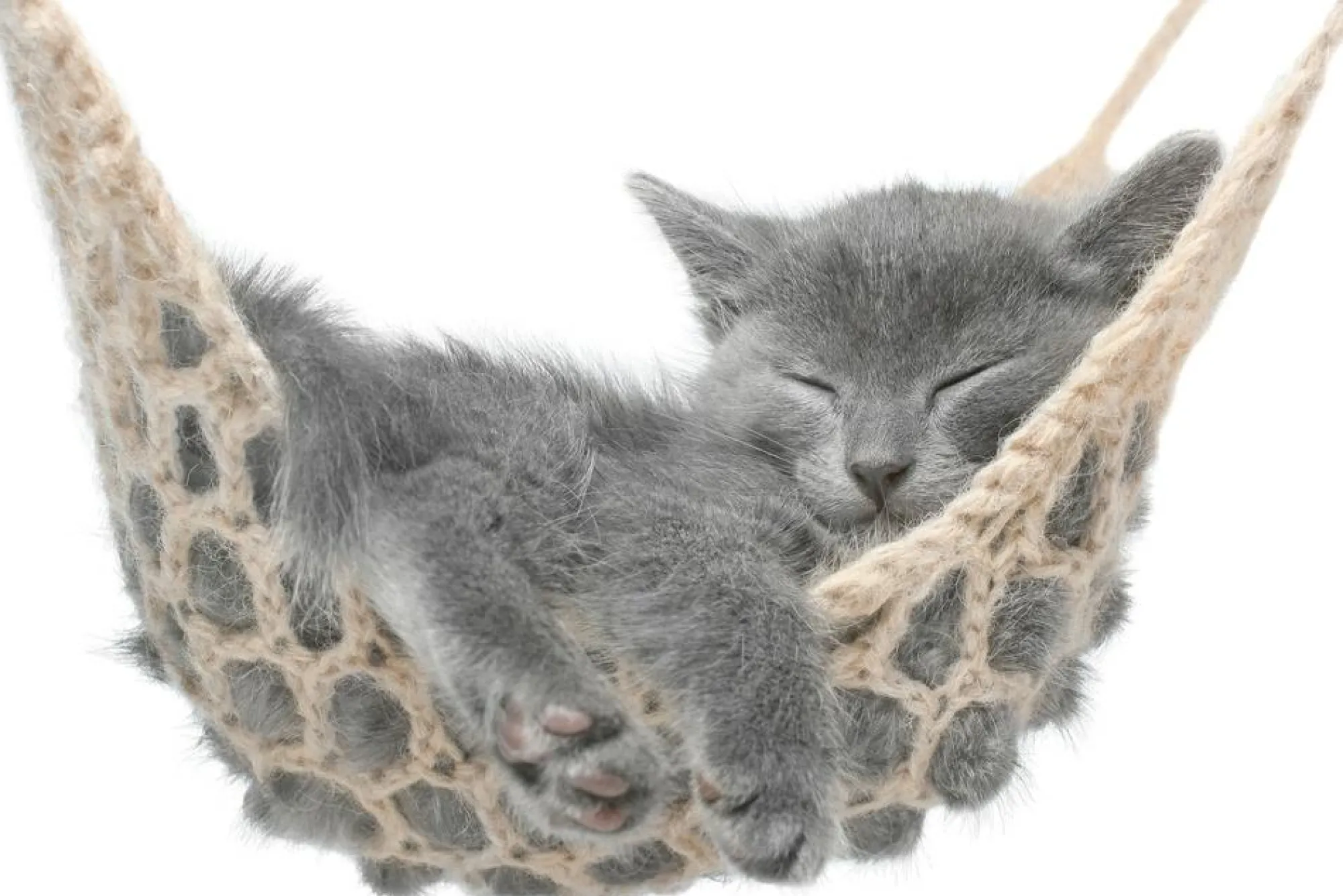 Sonstige Akustikbild KÄTZCHEN