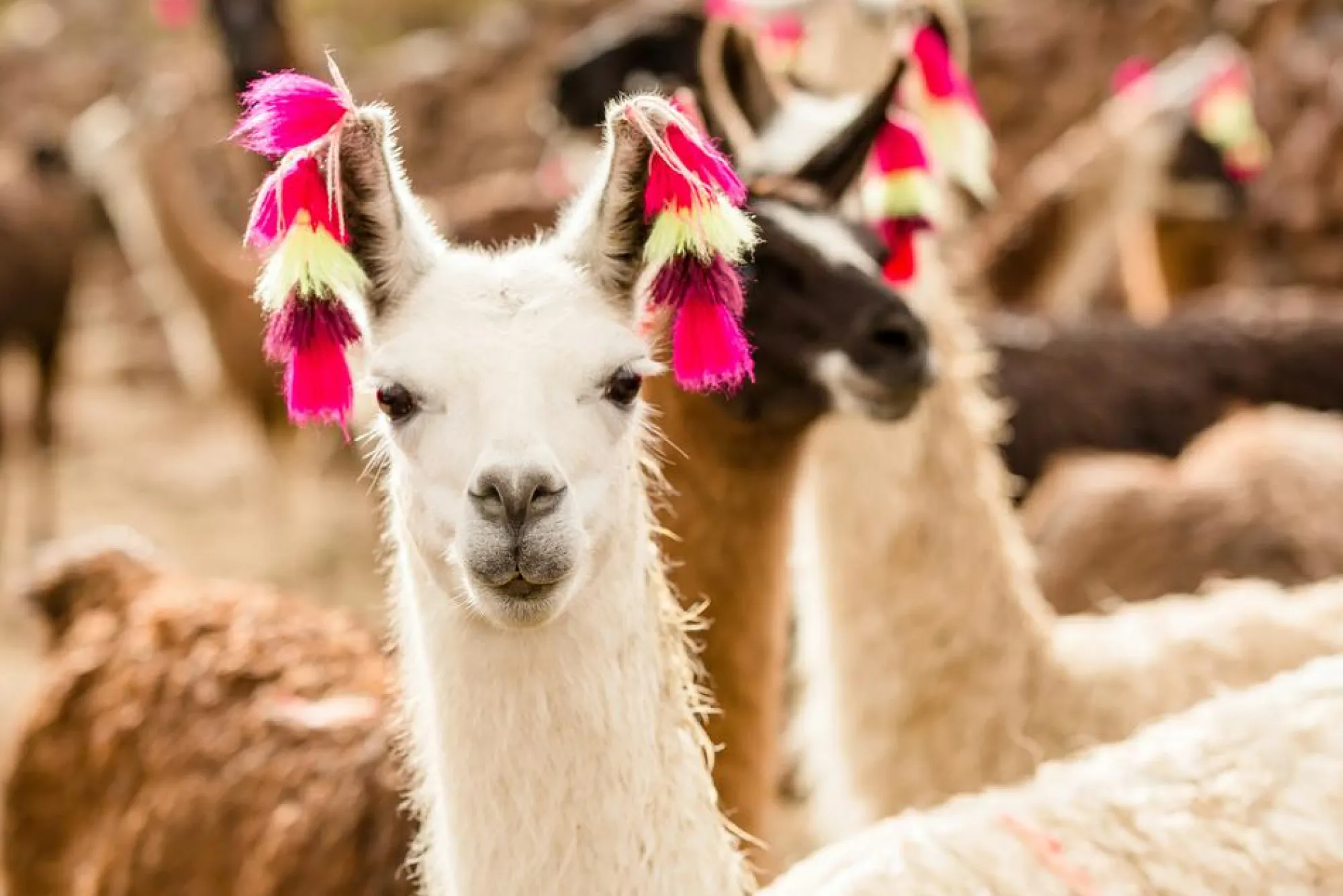 Sonstige Akustikbild LAMA