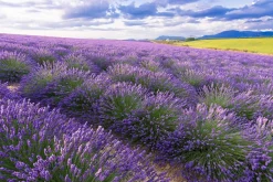 Online Sonstige Akustikbild LAVENDELFELD 7