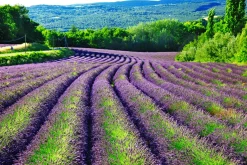 Sonstige Akustikbild LAVENDELFELD 1