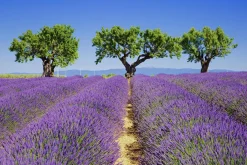 Sonstige Akustikbild LAVENDELFELD 6