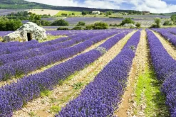 Sonstige Akustikbild LAVENDELFELD 3