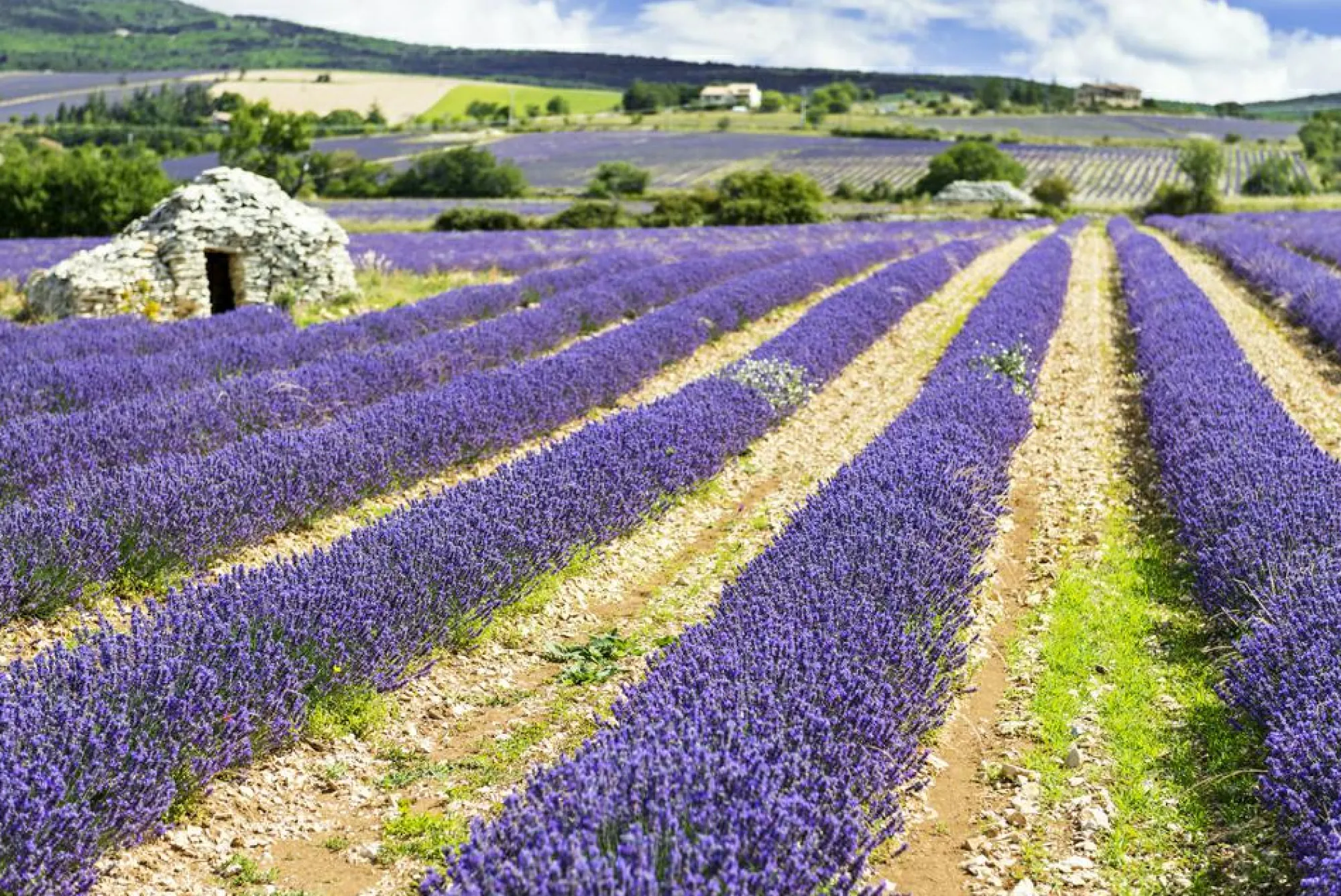 Sonstige Akustikbild LAVENDELFELD 3
