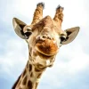 Outlet Sonstige Akustikbild LÄCHELNDE GIRAFFE