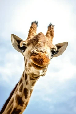 Outlet Sonstige Akustikbild LÄCHELNDE GIRAFFE