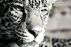 Sonstige Akustikbild LEOPARD