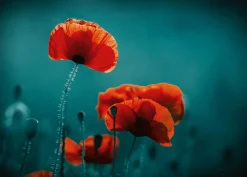 Sonstige Akustikbild MOHNBLUMEN 5