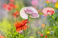 Sonstige Akustikbild MOHNBLUMEN 4