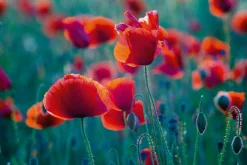 Sonstige Akustikbild MOHNFELD