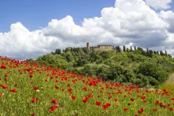 Sonstige Akustikbild MOHNWIESE 1