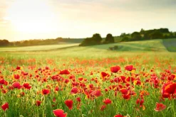 Sonstige Akustikbild MOHNWIESE 2