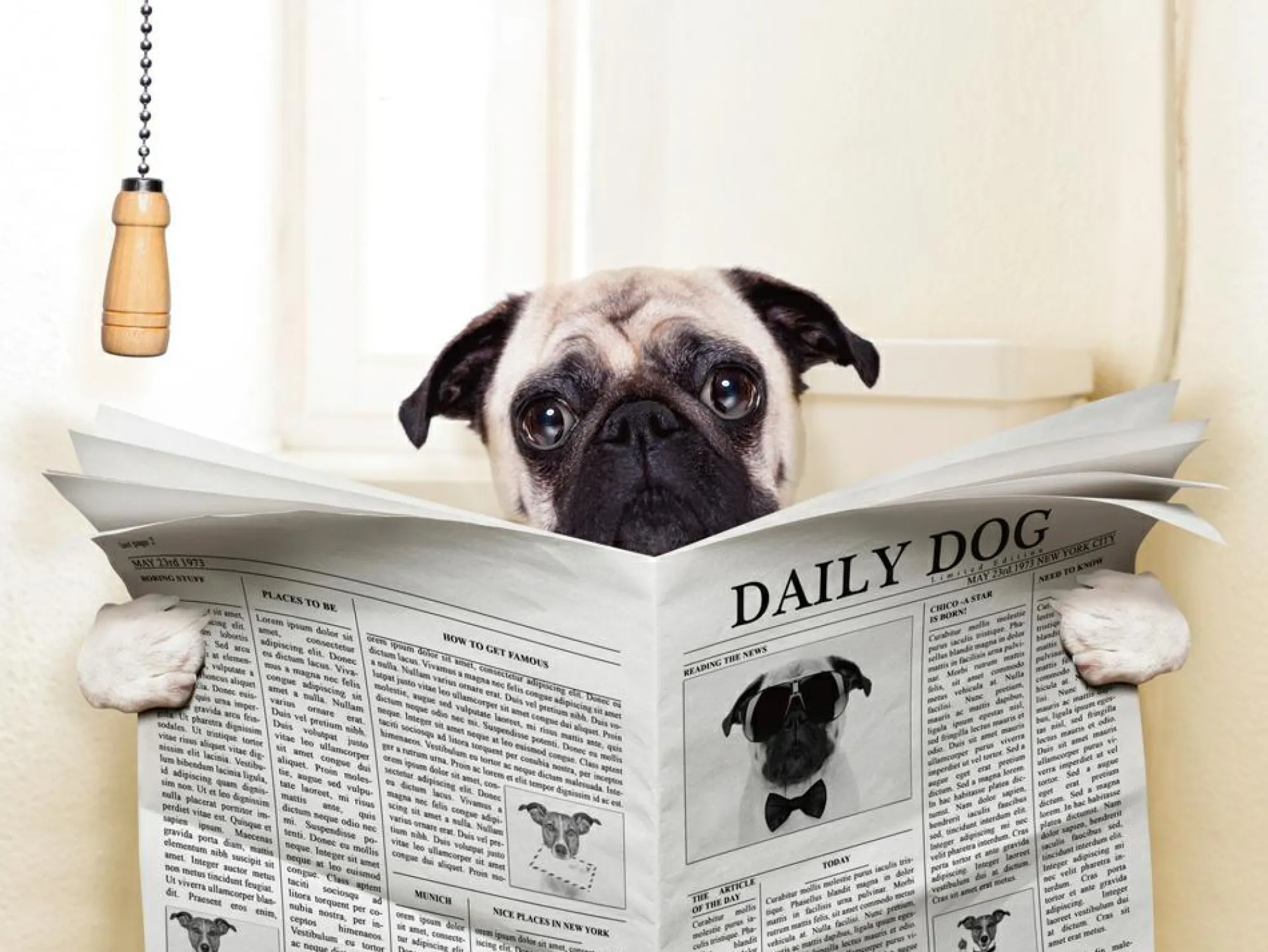 New Sonstige Akustikbild MOPS MIT ZEITUNG