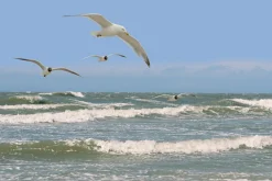 Sonstige Akustikbild MÖWEN