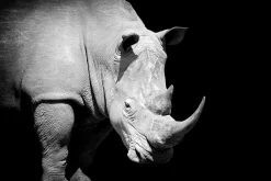 Outlet Sonstige Akustikbild NASHORN