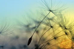 Sonstige Akustikbild PUSTEBLUME 1