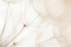 Outlet Sonstige Akustikbild PUSTEBLUME 2